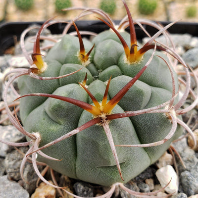 Gymnocalycium tillianum