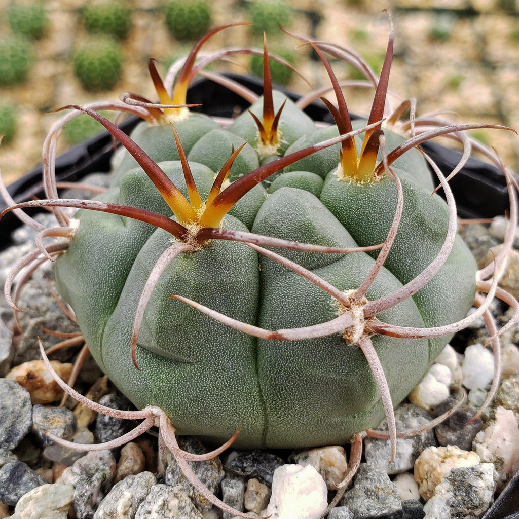 Gymnocalycium tillianum