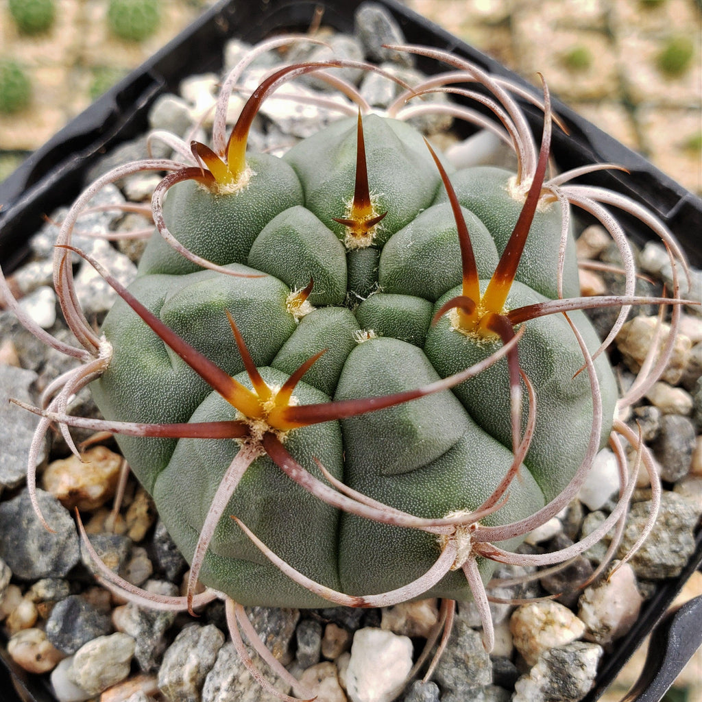 Gymnocalycium tillianum