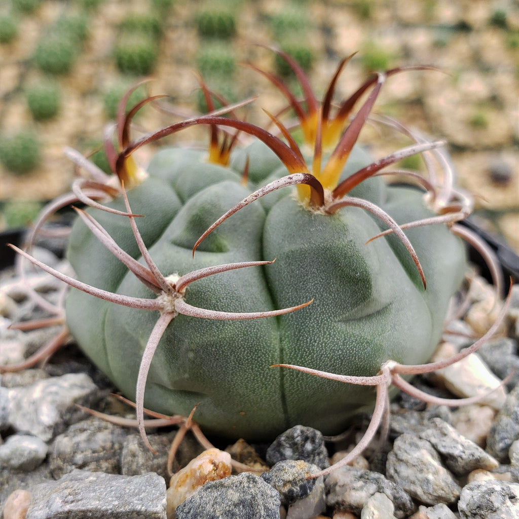 Gymnocalycium tillianum