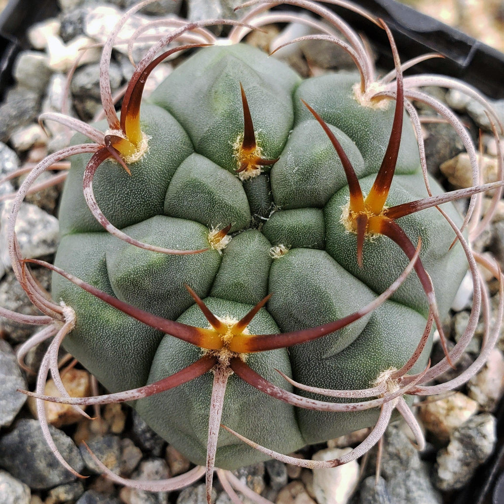 Gymnocalycium tillianum