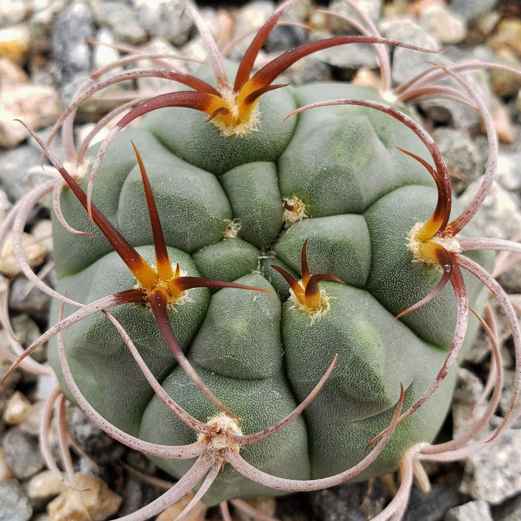 Gymnocalycium tillianum