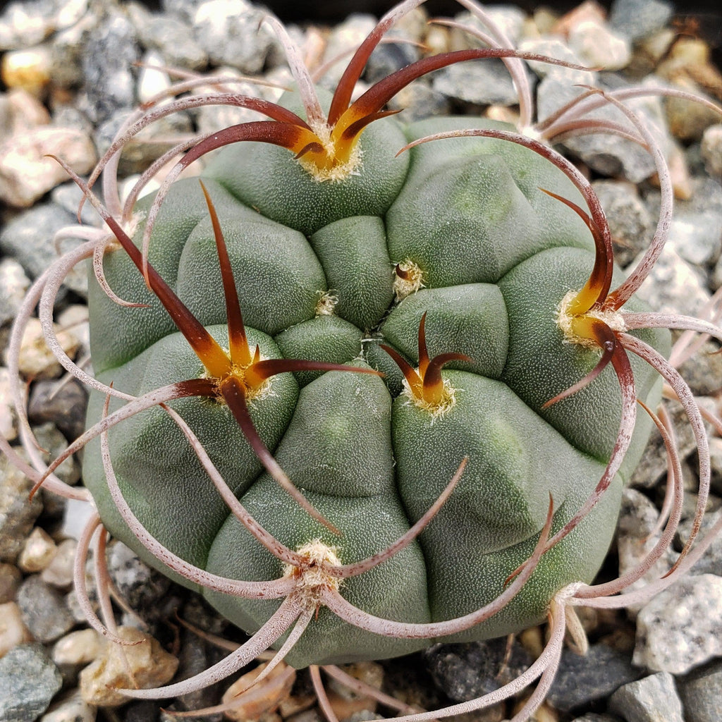 Gymnocalycium tillianum