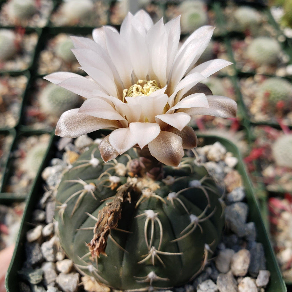 Gymnocalycium triacanthum