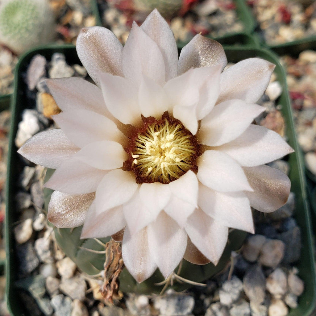 Gymnocalycium triacanthum