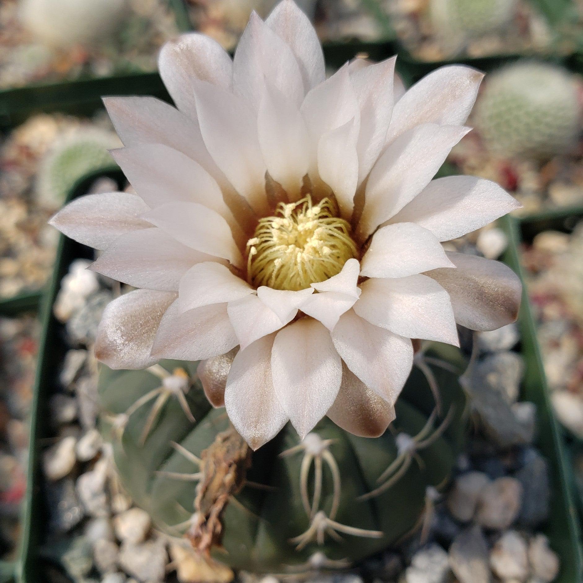 Gymnocalycium triacanthum