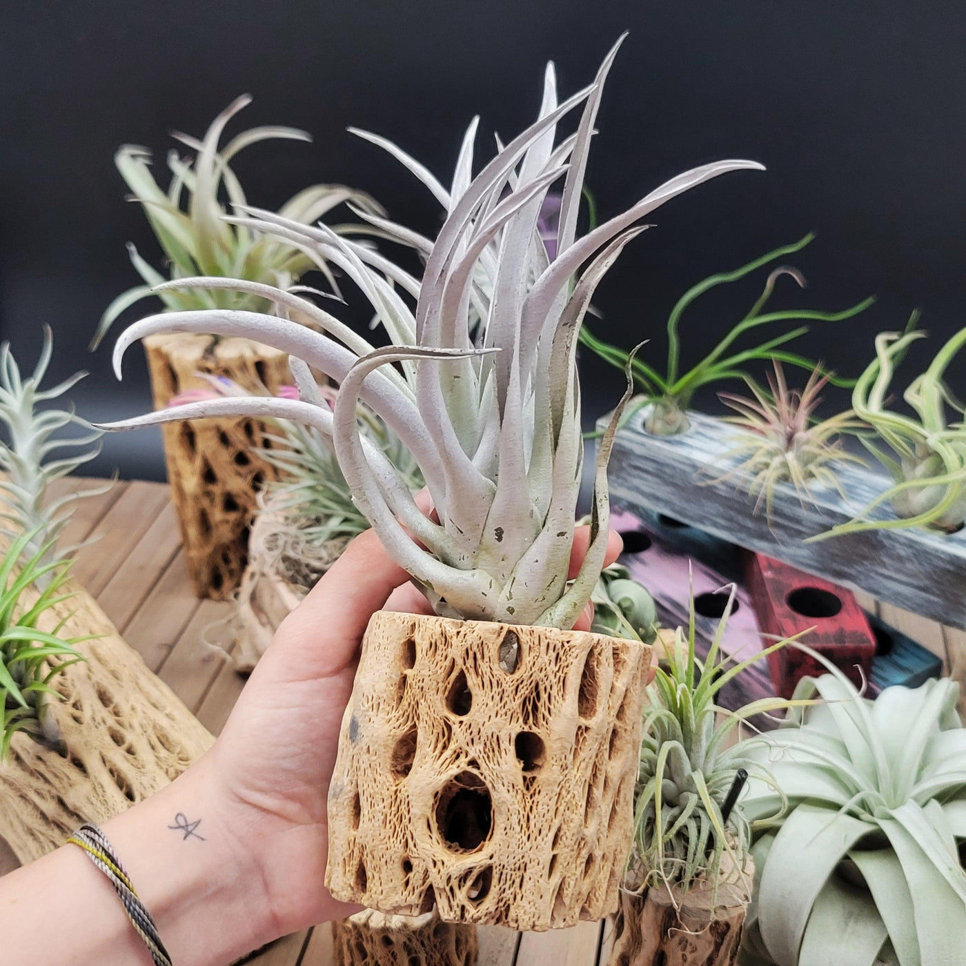 air plant pups Shop For Tillandsia Harrisii | Unique Air Plant