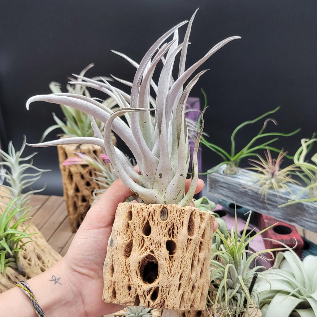 Tillandsia Harrisii large