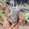 Tillandsia Harrisii large