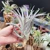 Tillandsia Harrisii large