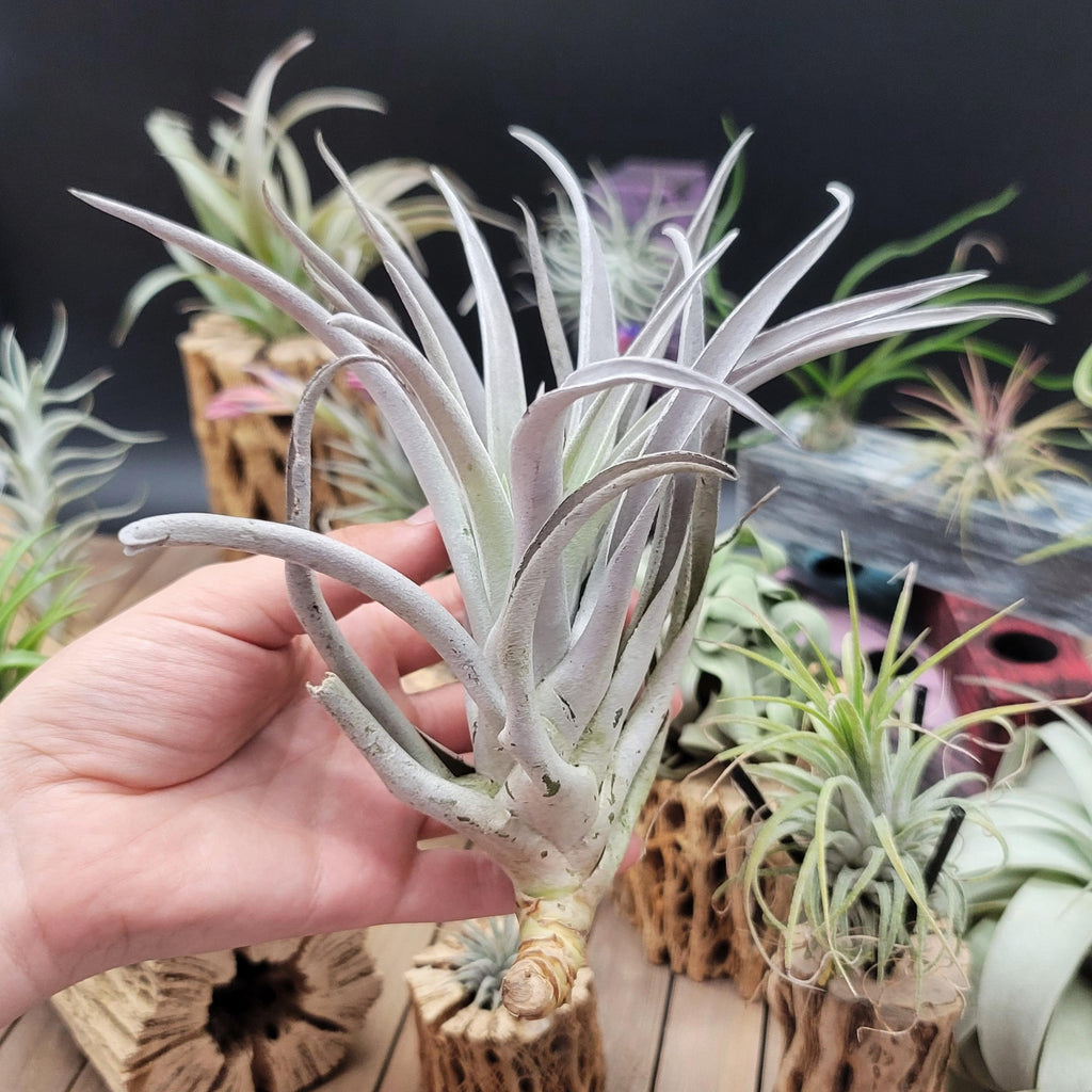 Tillandsia Harrisii large