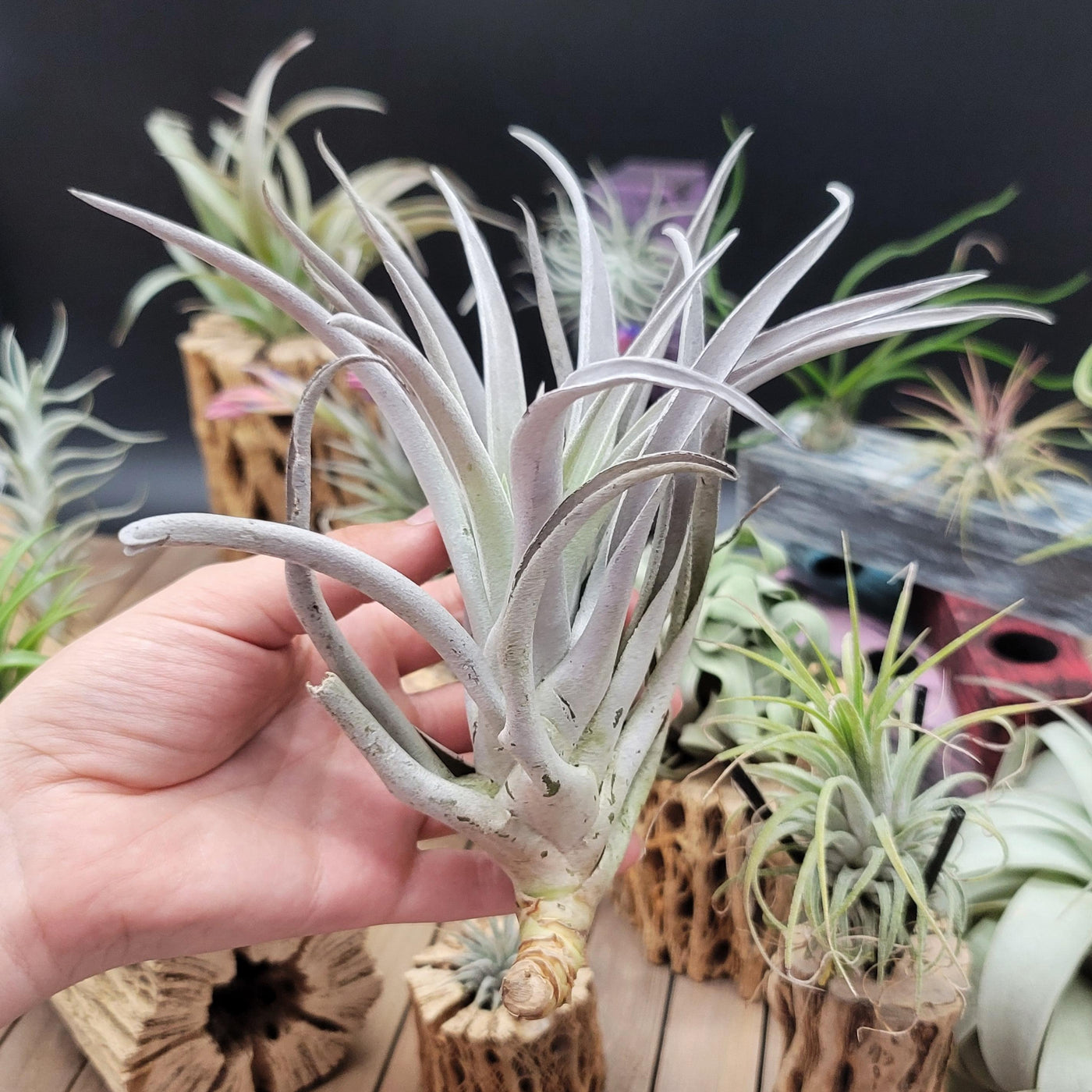 purple air plant Tillandsia Harrisii large