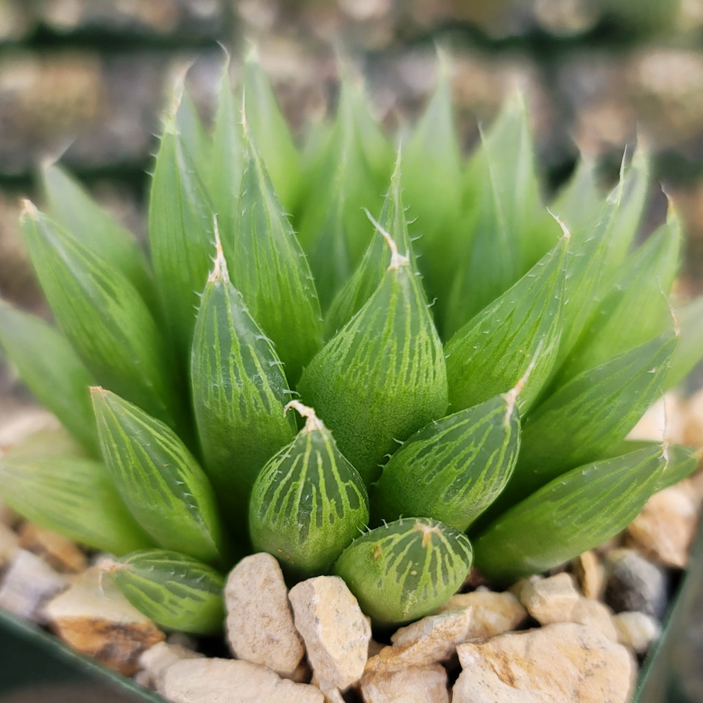 Haworthia Cooperi