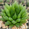 Haworthia Cooperi