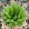 Haworthia Cooperi