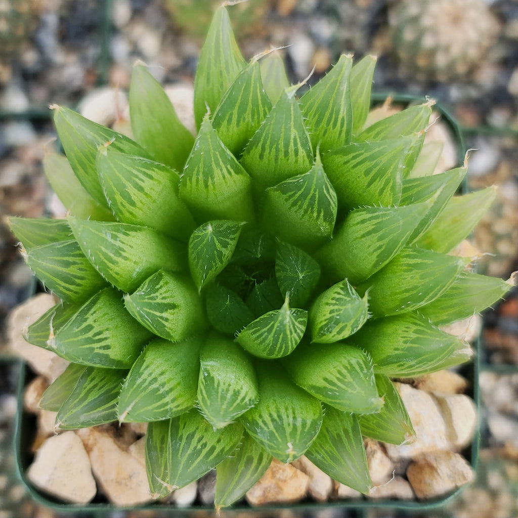 Haworthia Cooperi