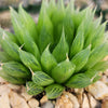 Haworthia Cooperi