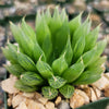 Haworthia Cooperi