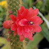 Monkey Tail Cactus – Cleistocactus colademononis 