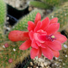 Monkey Tail Cactus – Cleistocactus colademononis 