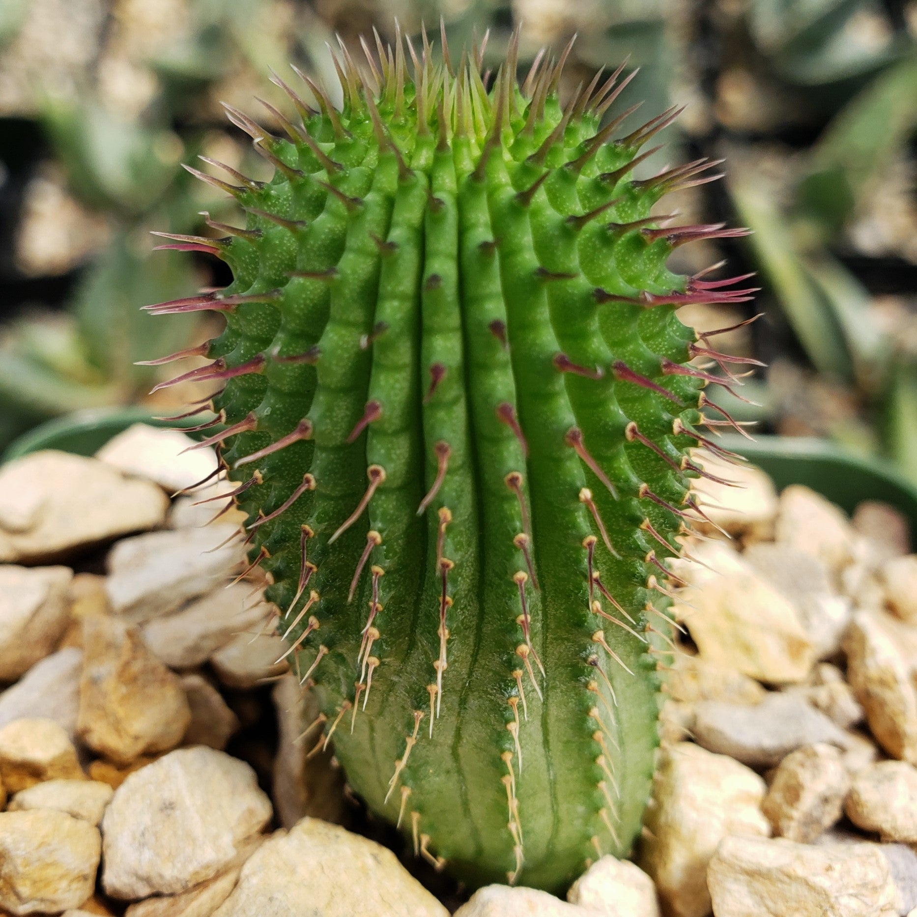 Hoodia pilifera