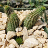 Huernia pillansii