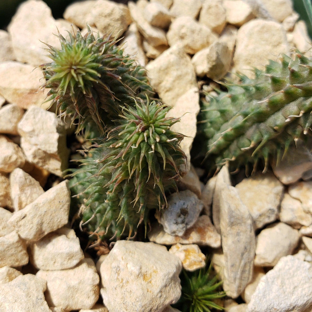 Huernia pillansii