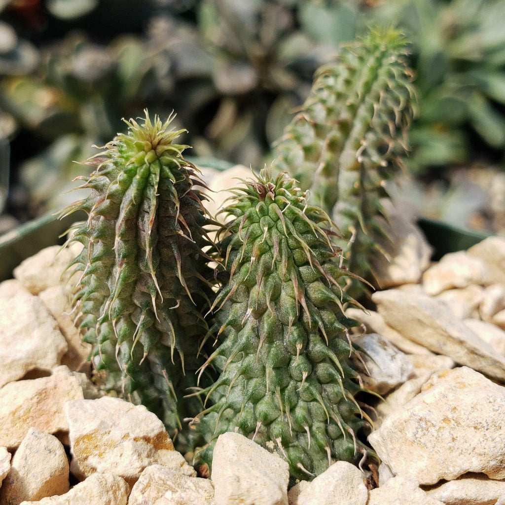 Huernia pillansii