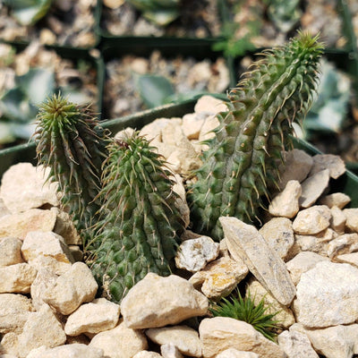 Huernia pillansii