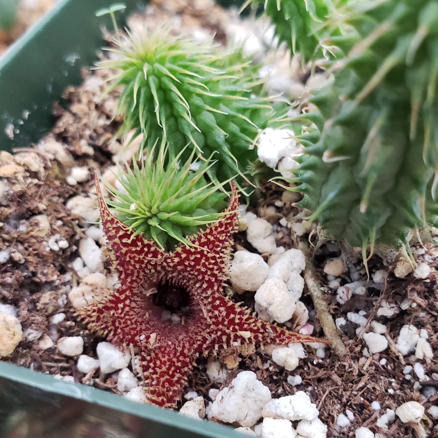 Huernia pillansii