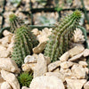 Huernia pillansii