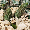 Huernia pillansii