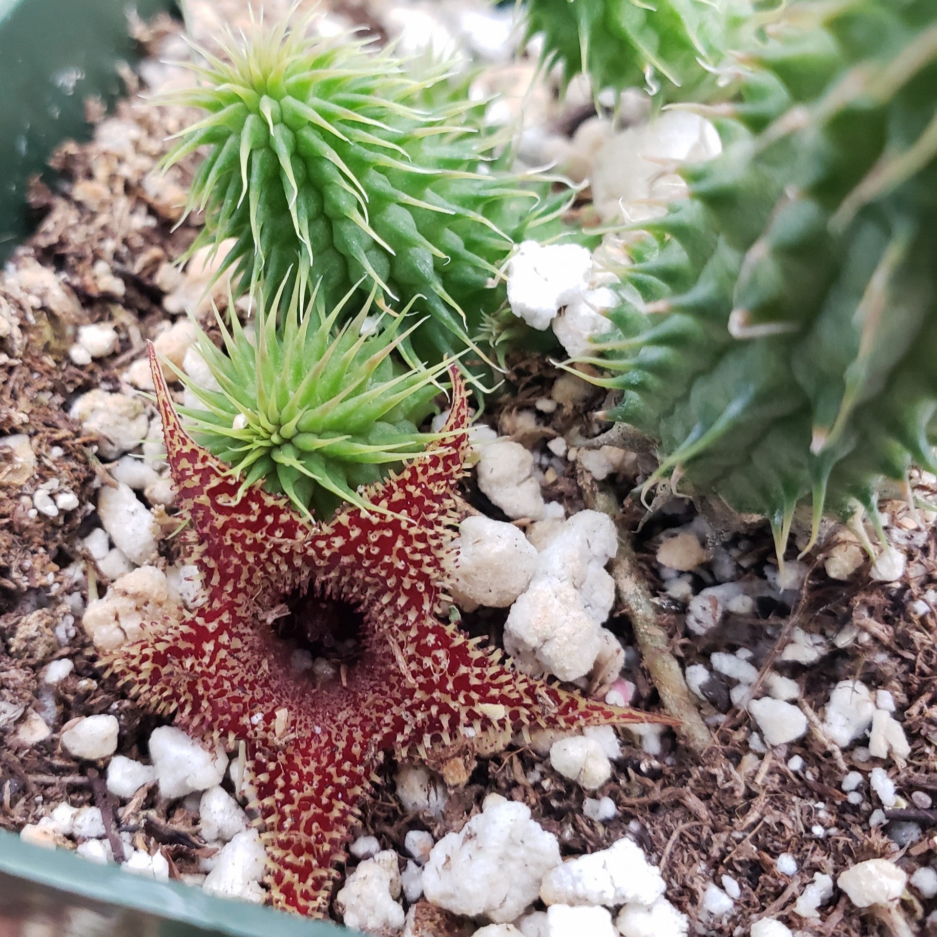 Huernia pillansii