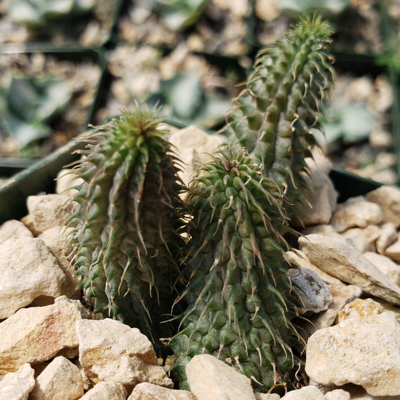 Huernia pillansii