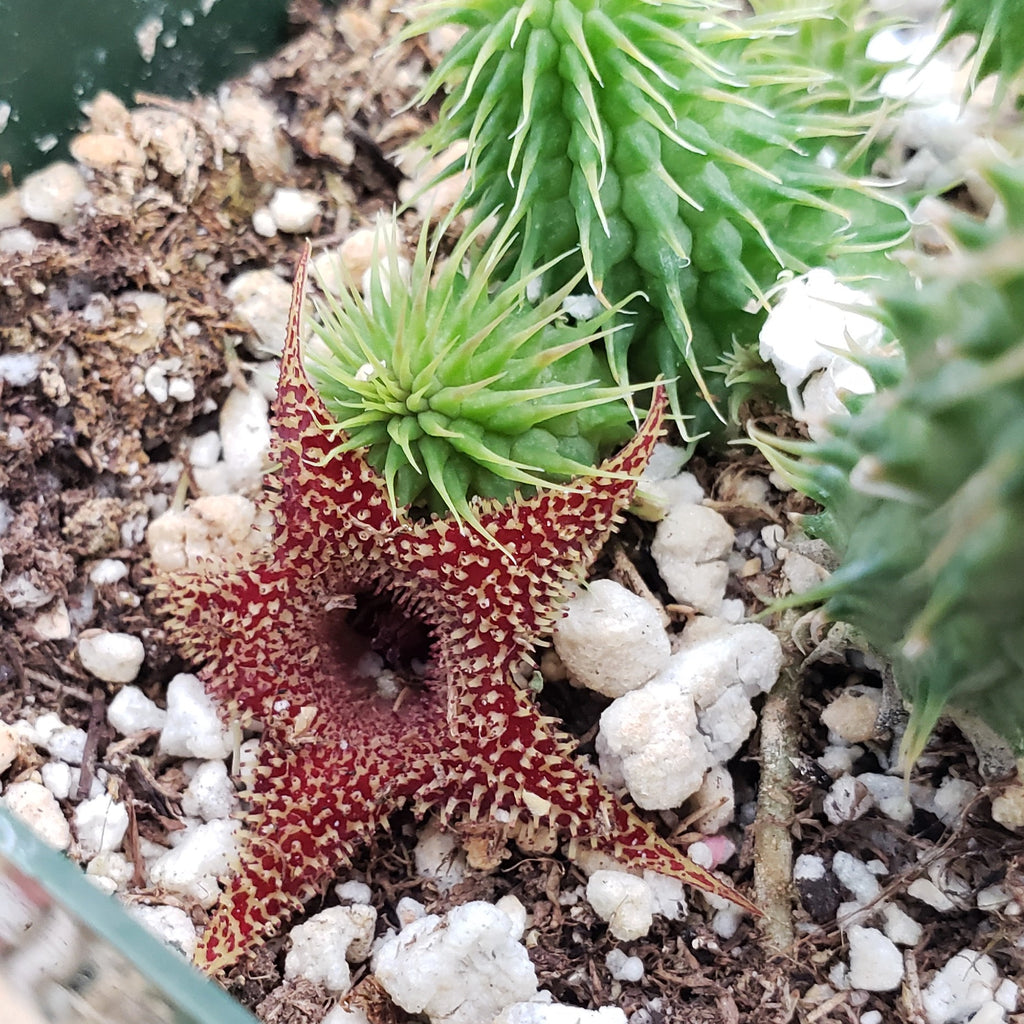 Huernia pillansii