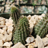 Huernia pillansii