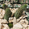 Huernia pillansii