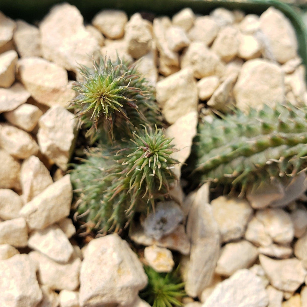 Huernia pillansii