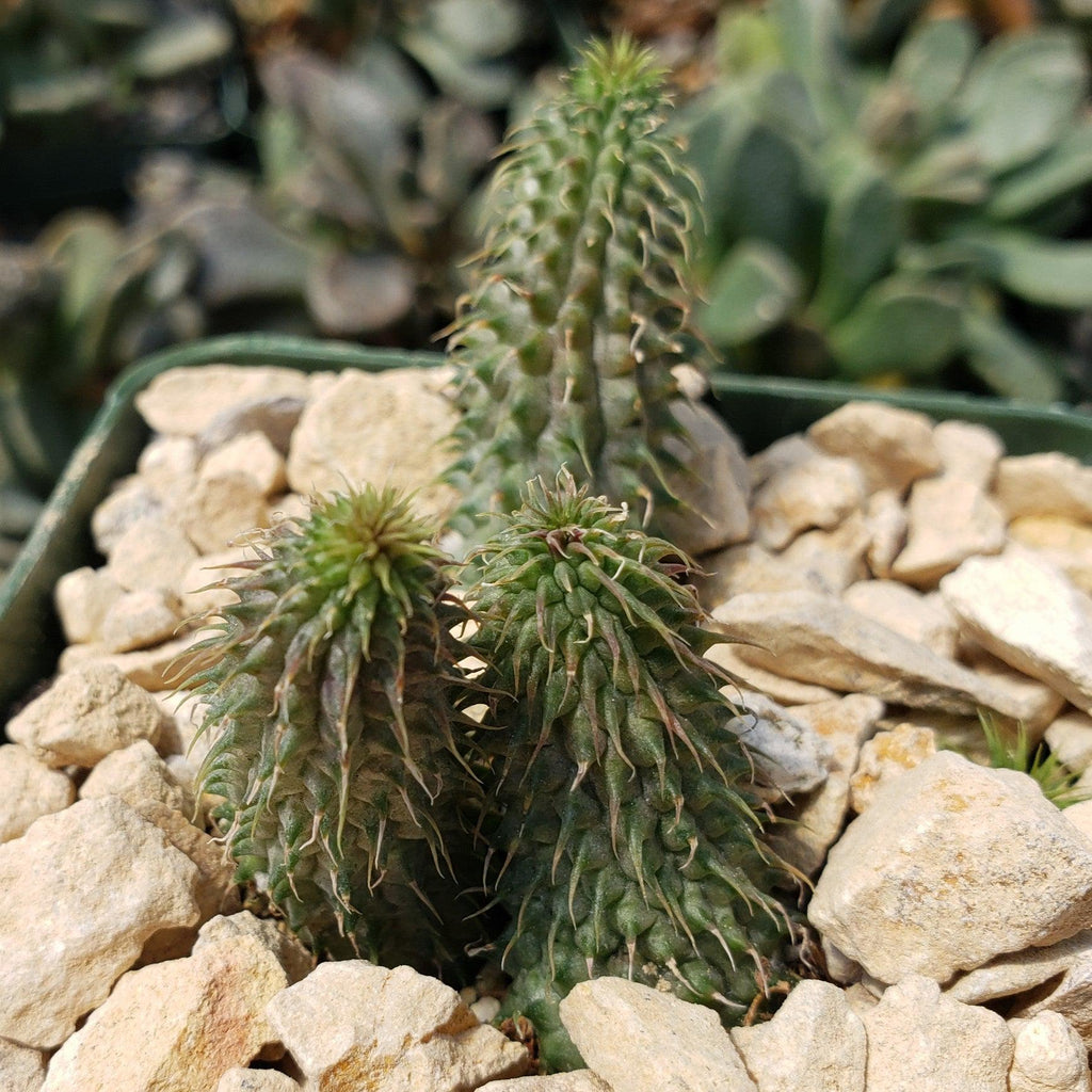 Huernia pillansii