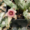 Huernia procumbens