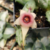 Huernia procumbens