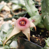 Huernia procumbens