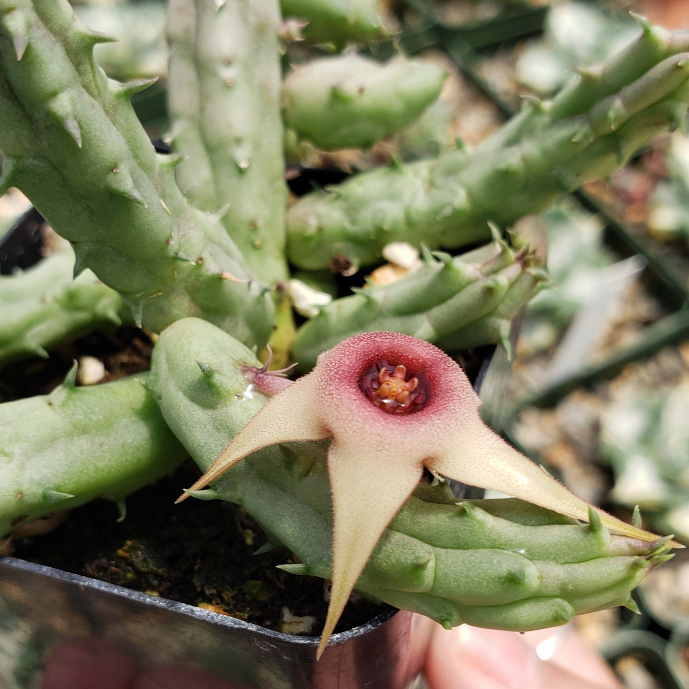 succulent huernia Huernia procumbens – Planet Desert
