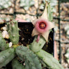 Huernia procumbens