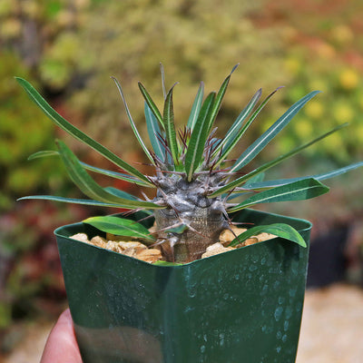 Silver Madagascar Palm - Pachypodium geayi - 5