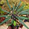 Silver Madagascar Palm - Pachypodium geayi - 8