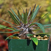 Silver Madagascar Palm - Pachypodium geayi -1