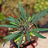 Silver Madagascar Palm - Pachypodium geayi - 7