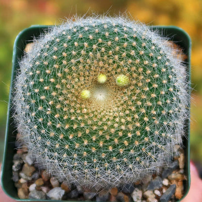 Notocactus graessneri albisetus