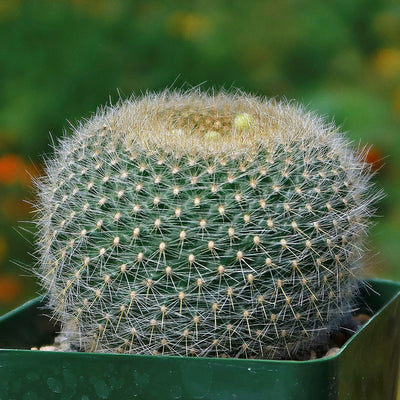 Notocactus graessneri albisetus